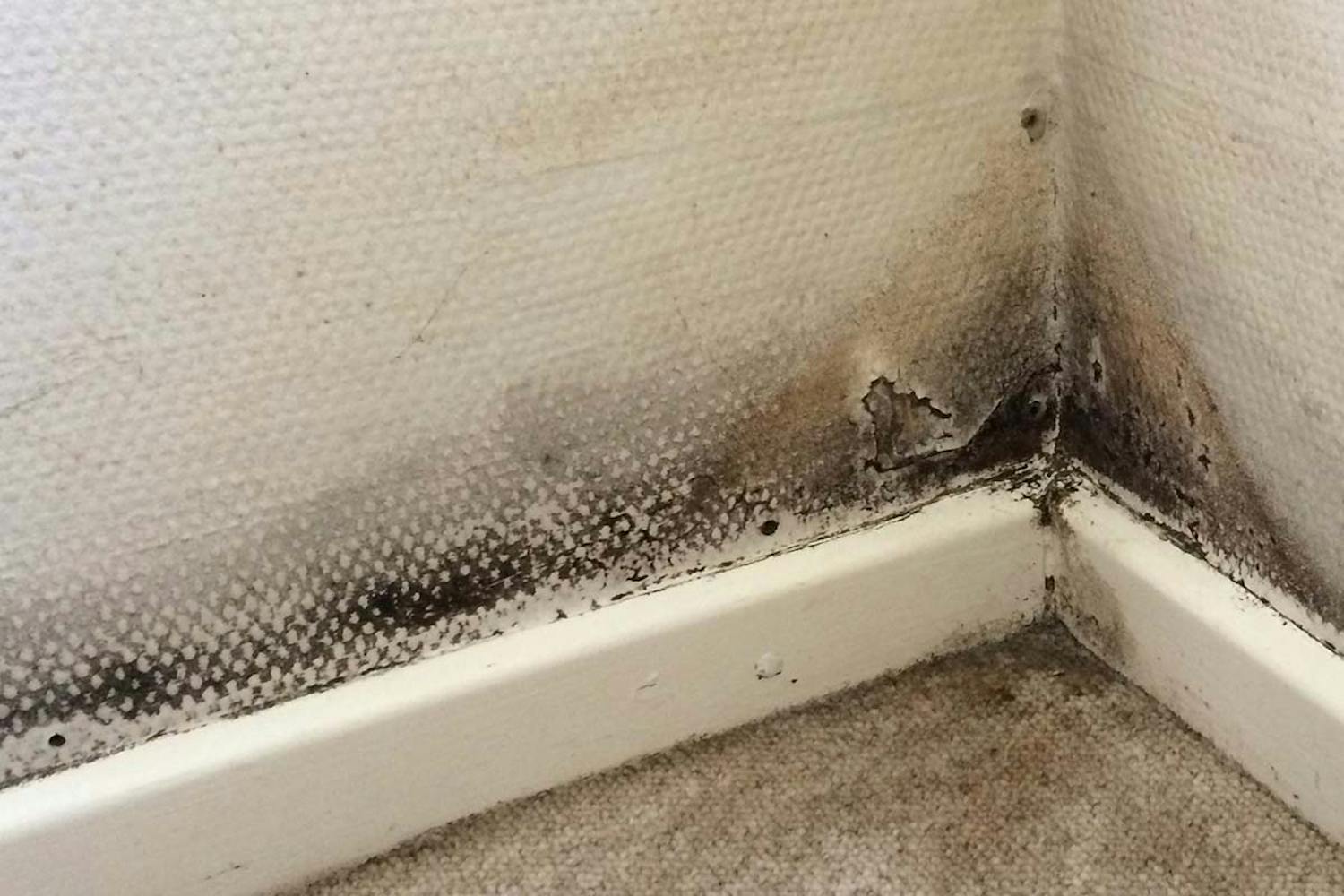 Det skal du vide om skimmelsvamp Alt du skal vide om skimmelsvamp